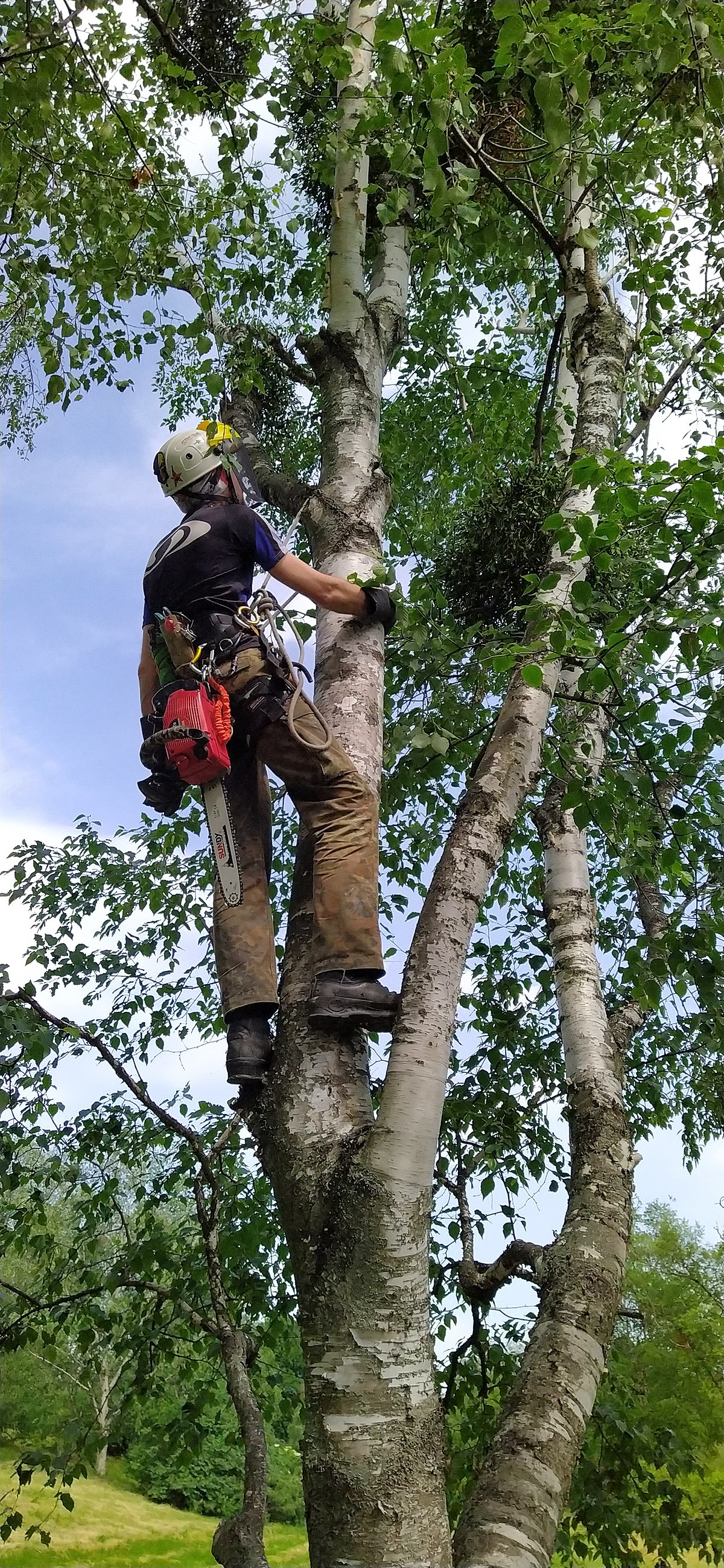 Arborist SRT ascending — full PPE