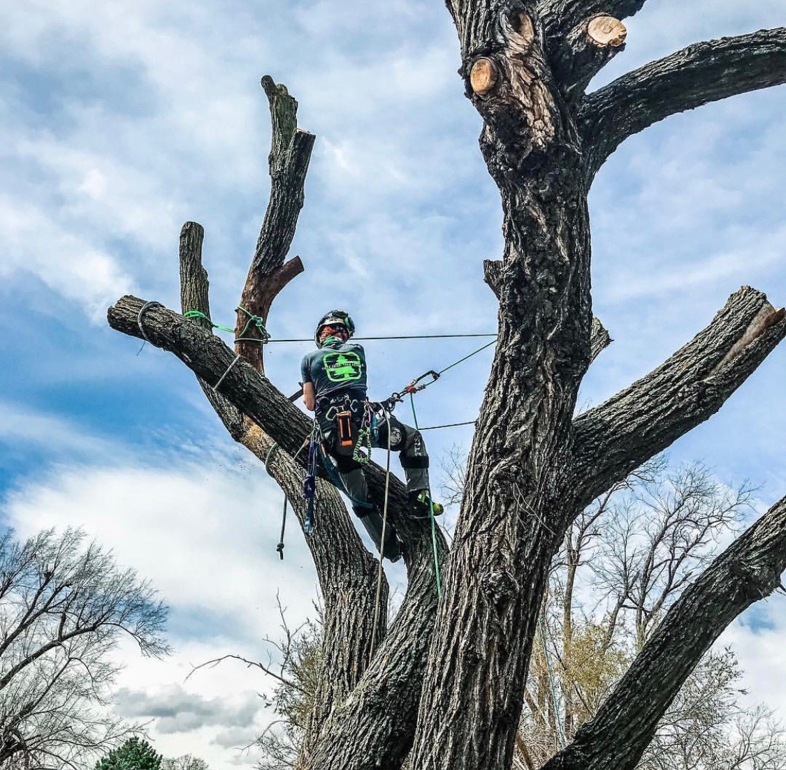 Arborist chainsaw — face shield + chaps