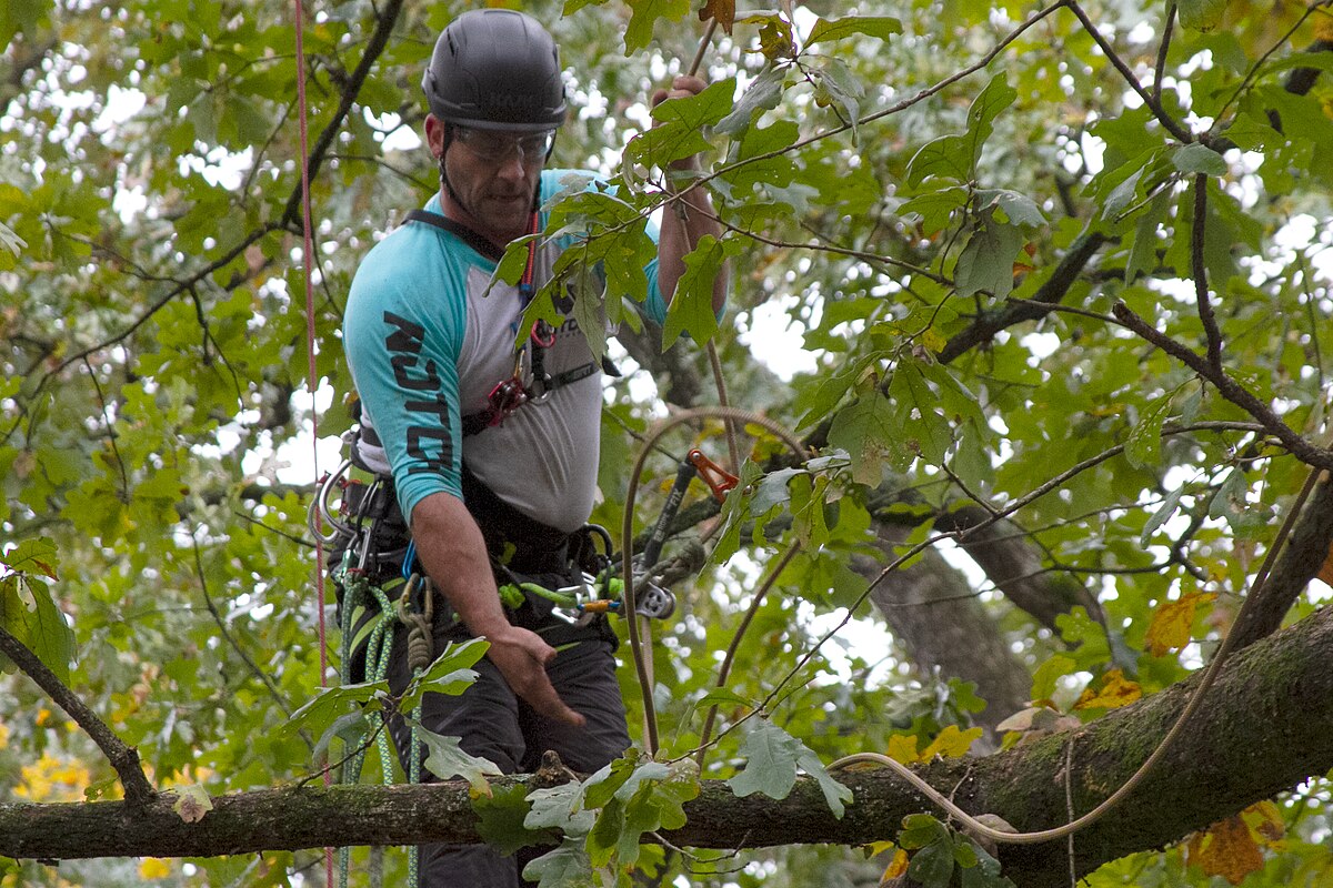 Stephane ascending broadleaf