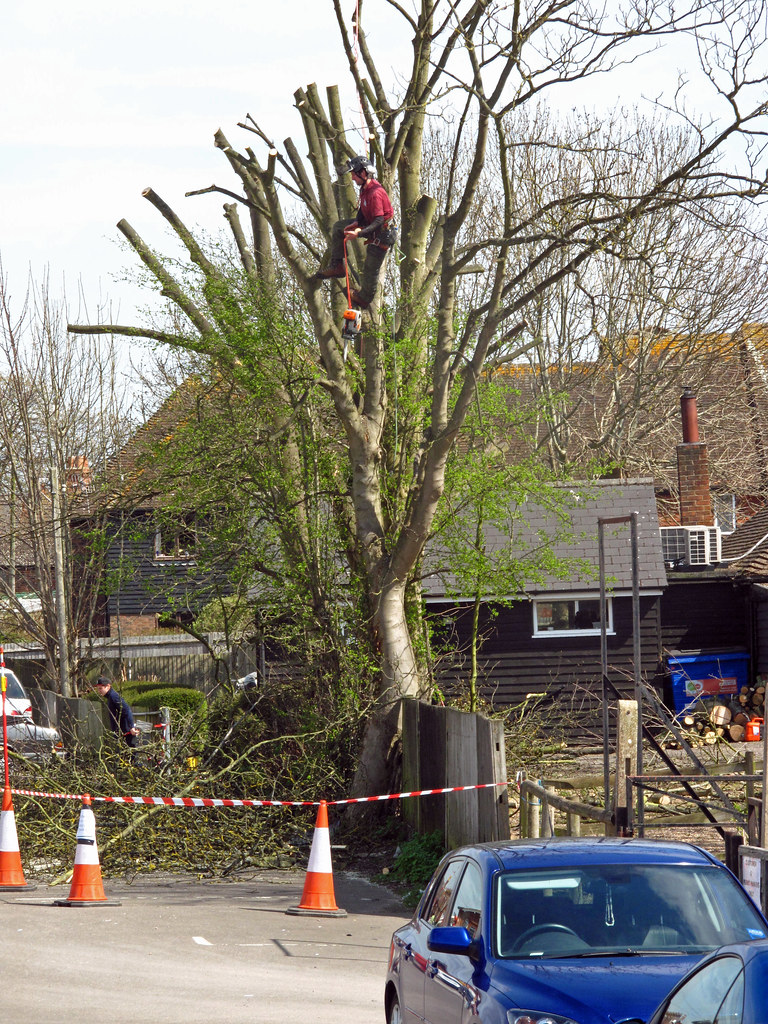 Arborist at Rye — broadleaf