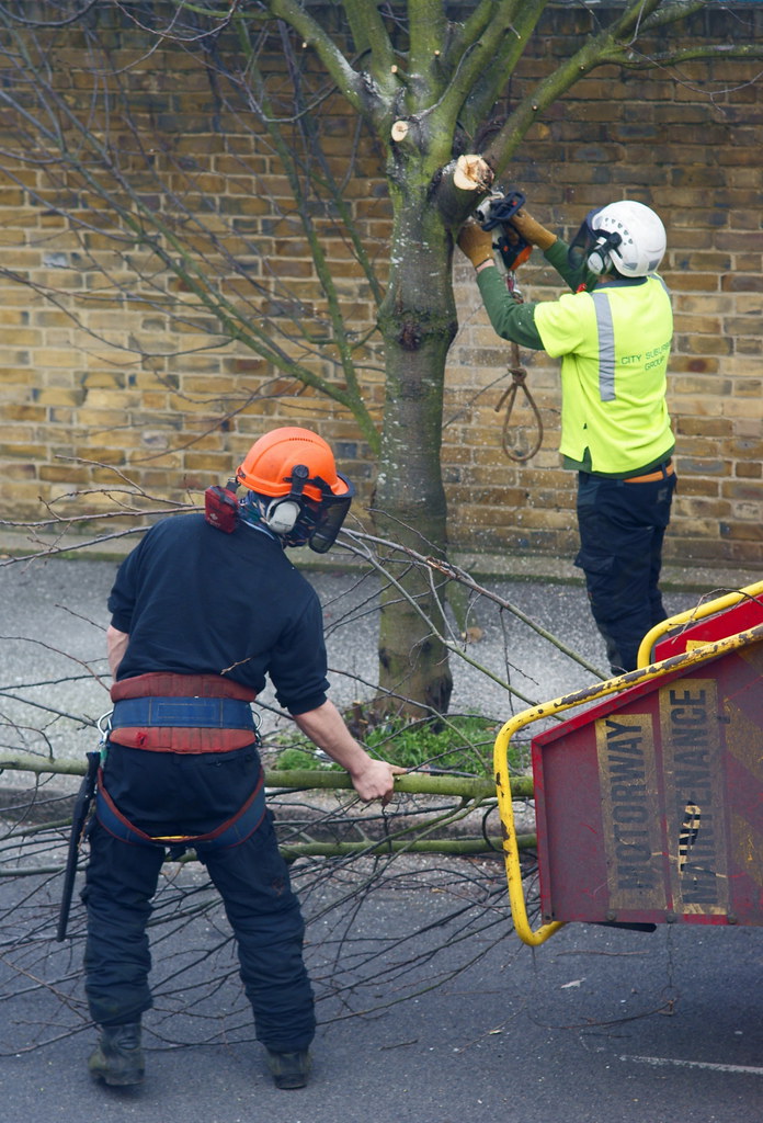 Tree trimming series #1