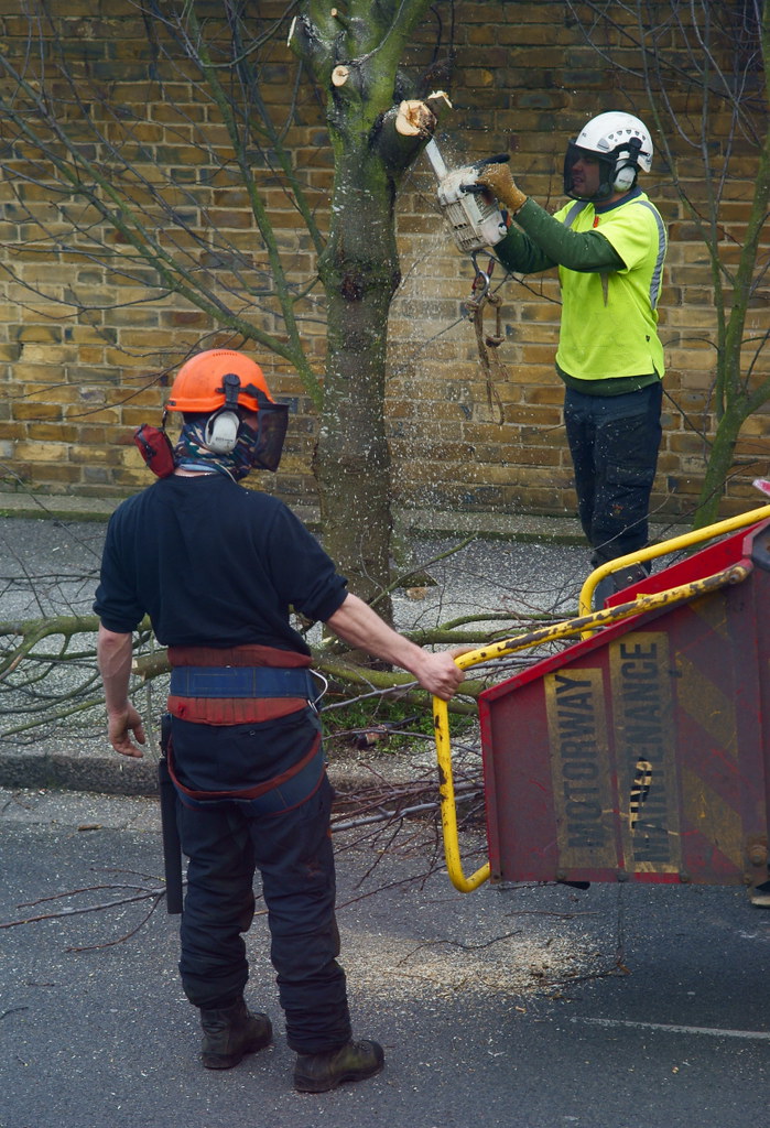 Tree trimming series #3