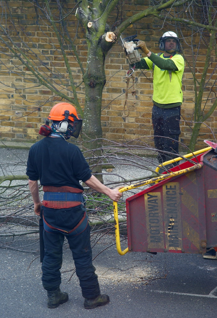 Tree trimming series #2
