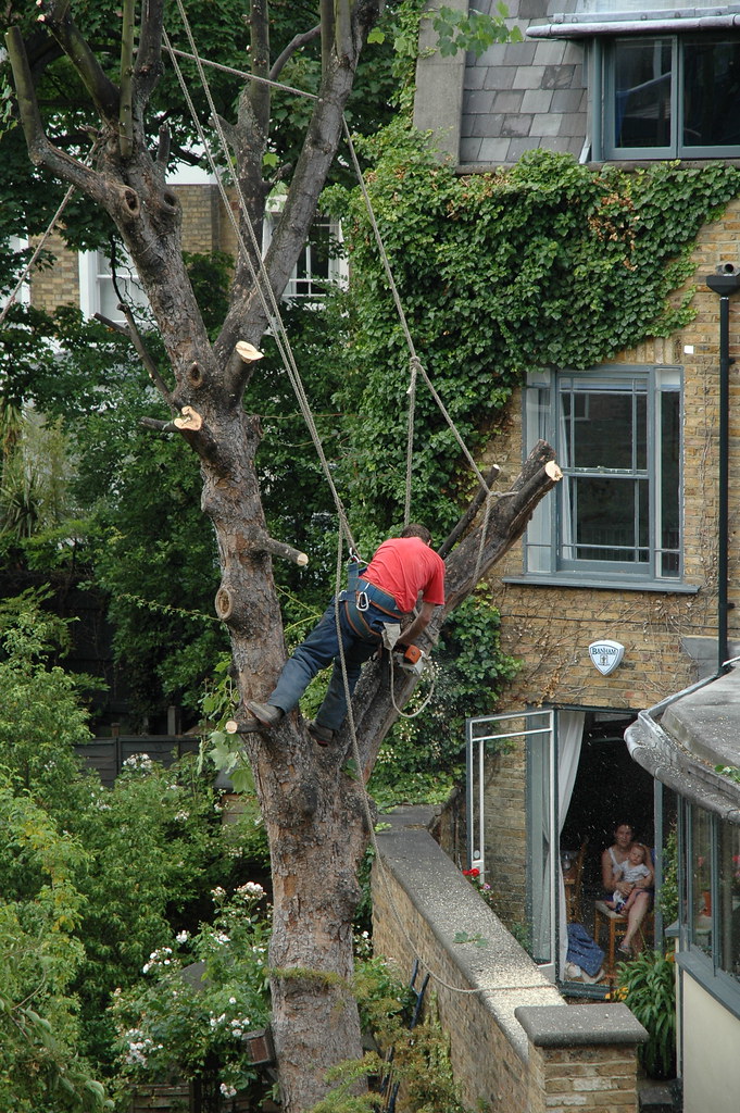 Tree surgeon — general portrait