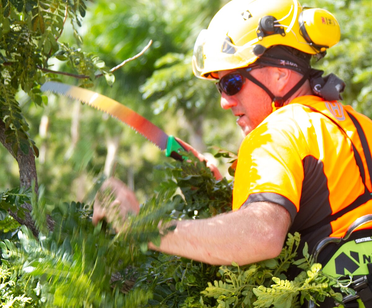 Pruning — portrait crop