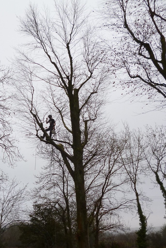 Tree surgeon in mature beech