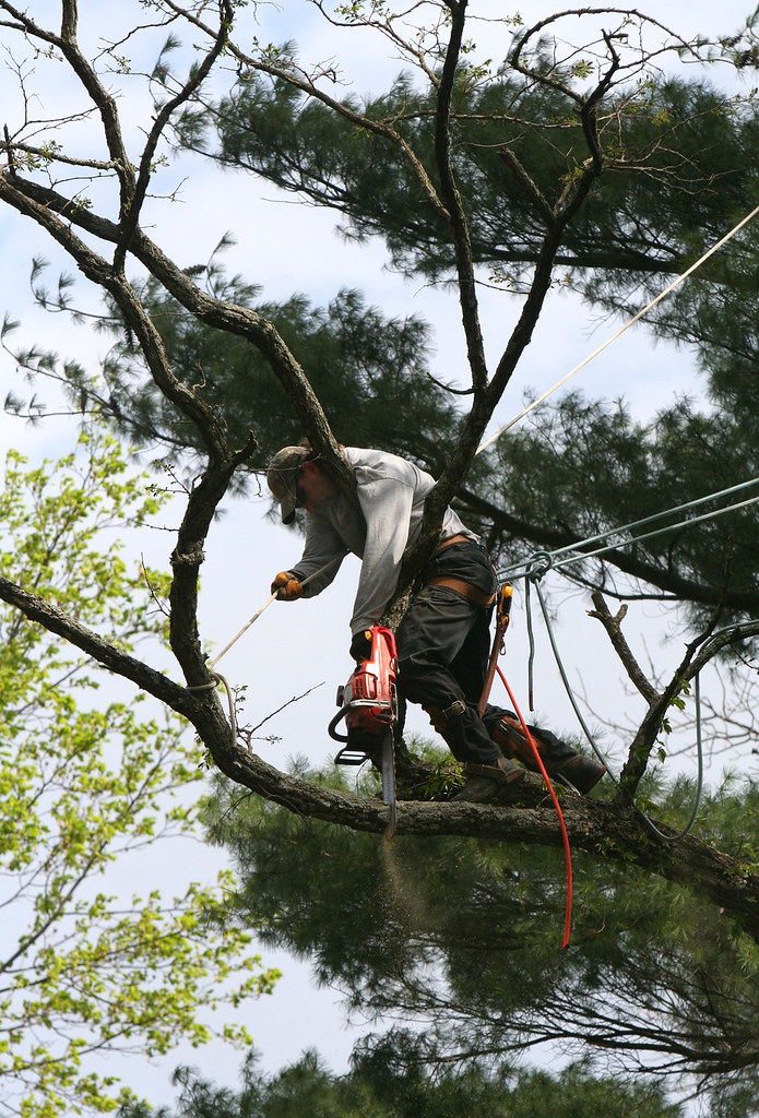 Arborists at Work series #4