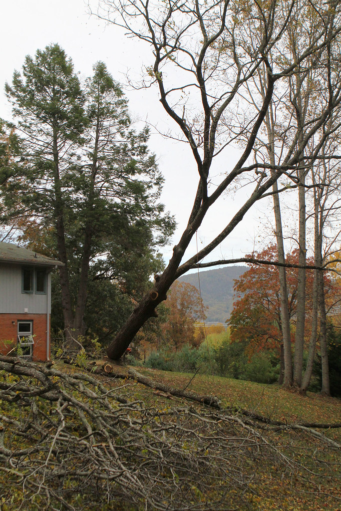 Arborists at Work series #8