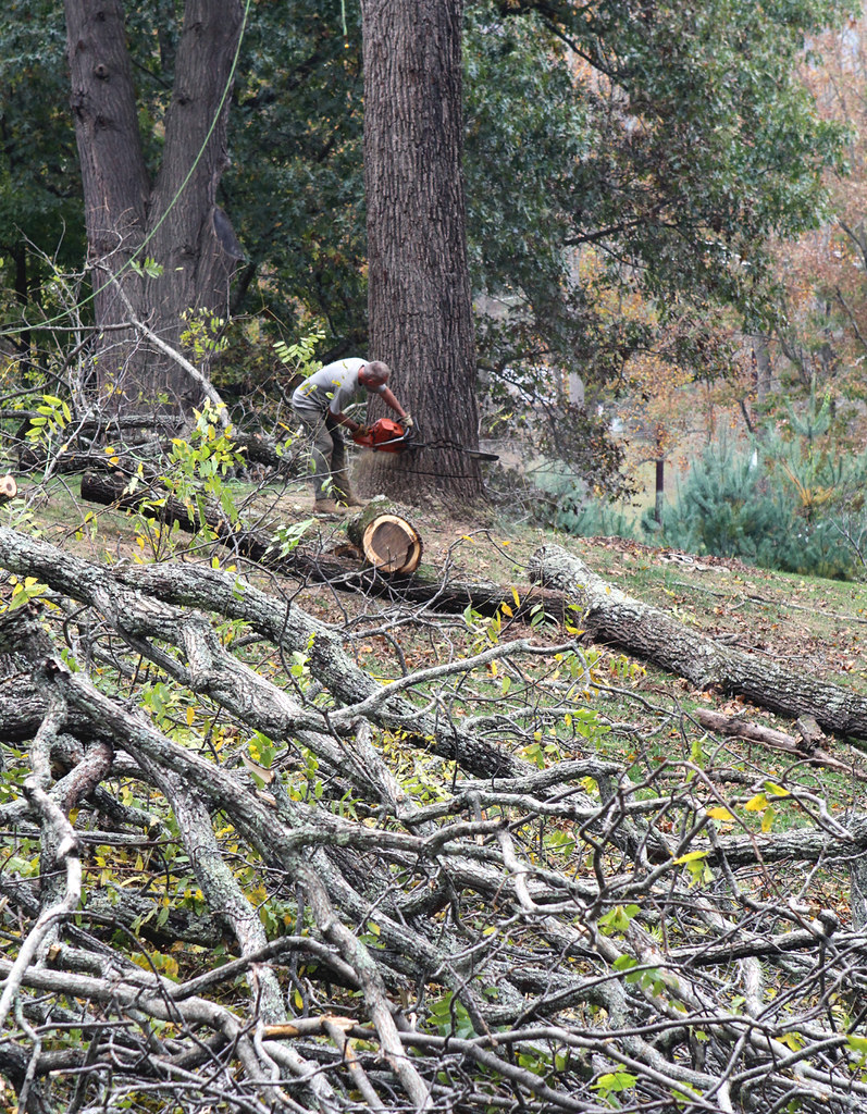 Arborists at Work series #7