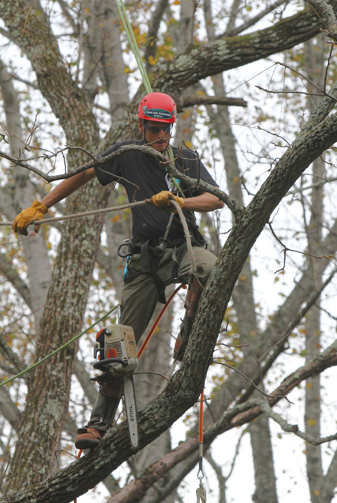 Arborists at Work series #3b