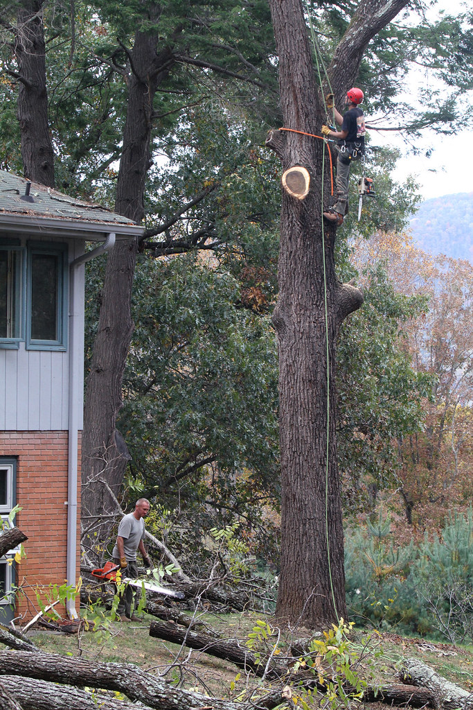 Arborists at Work series #6