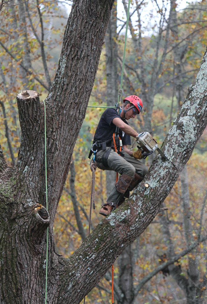 Arborists at Work series #4b