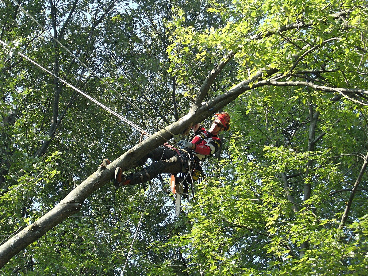 Arborist wide — work site setup