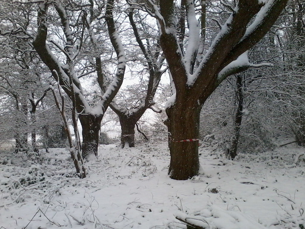 Ancient pollarded oaks — heritage care