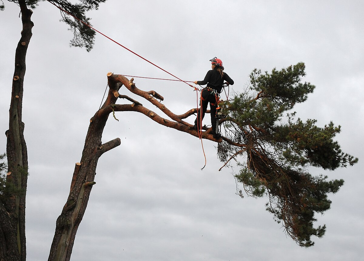 Arborist in canopy — wide angle