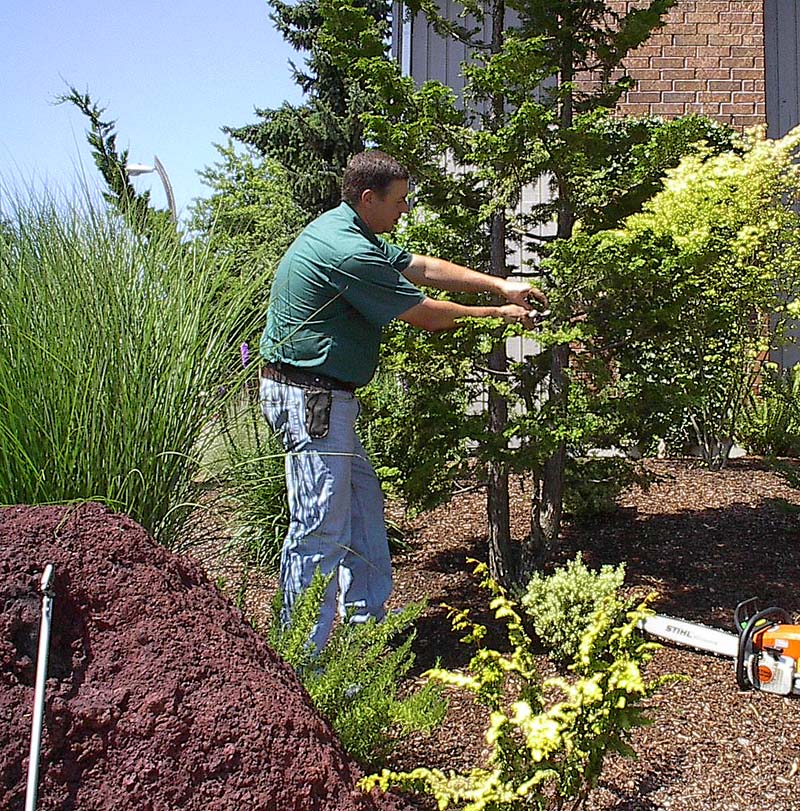 MD Vaden — PNW conifer consult