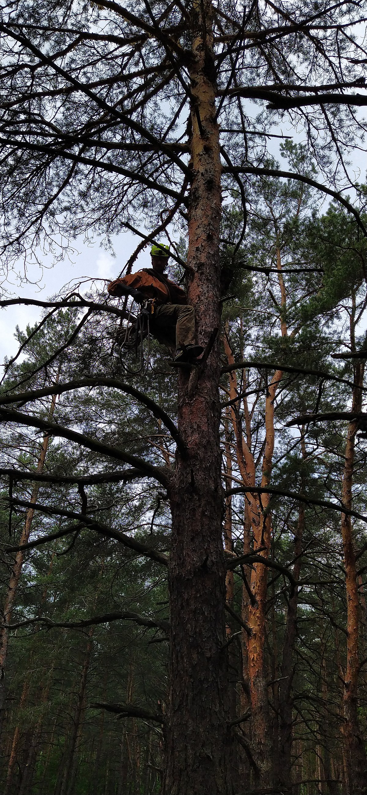 Arborist on PNW pine — assessment