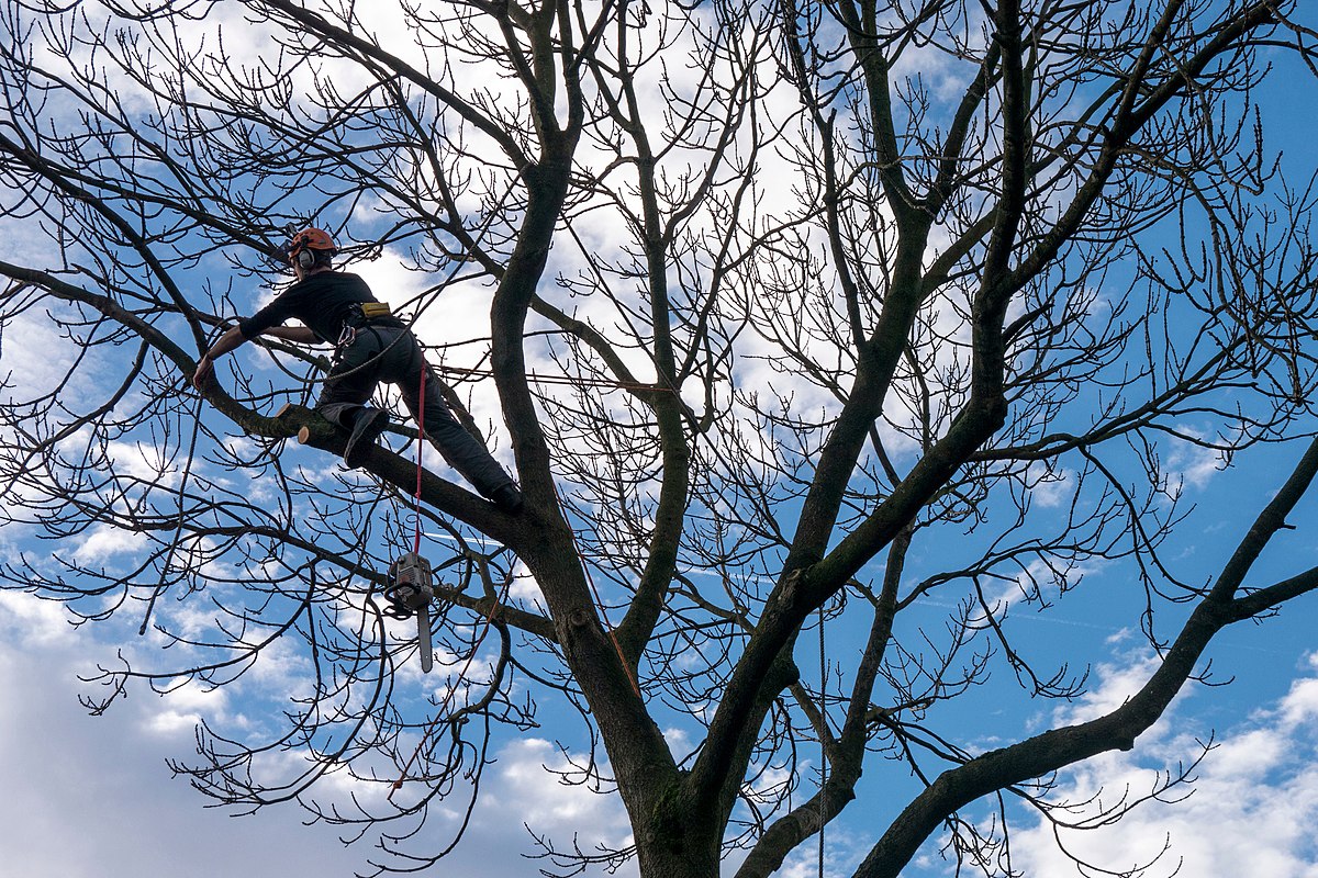 Ben Salter #2 — canopy position