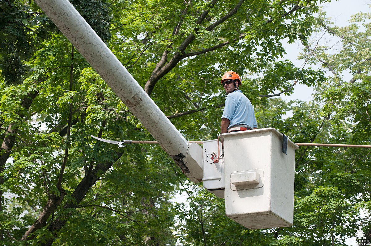 AOC arborist — clean composition