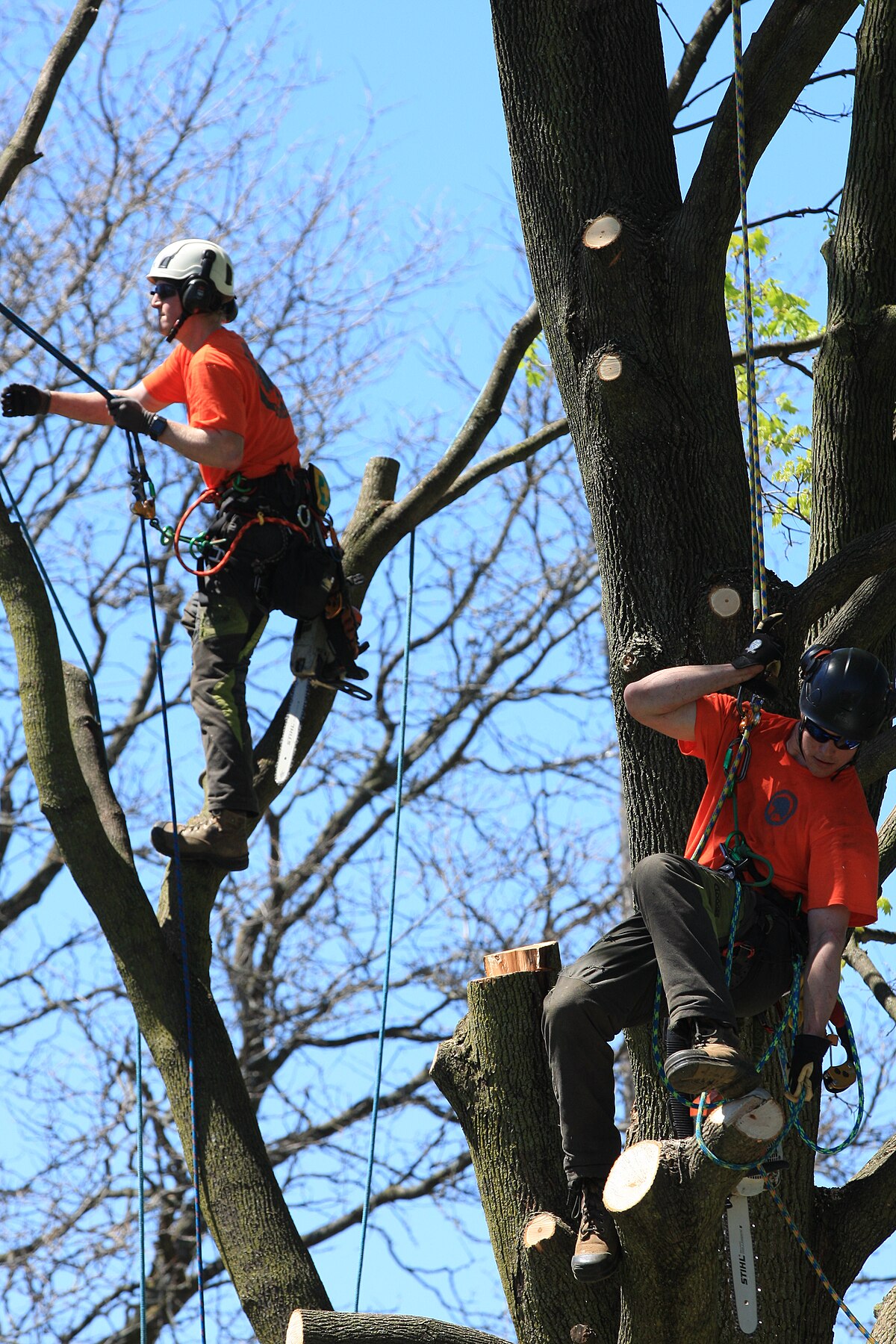 Two climbers PNW hardwood — helmets