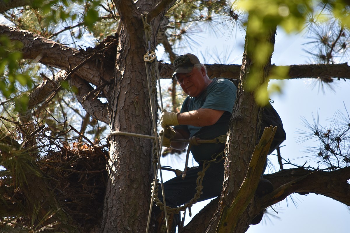 Craig at large tree — ground crew