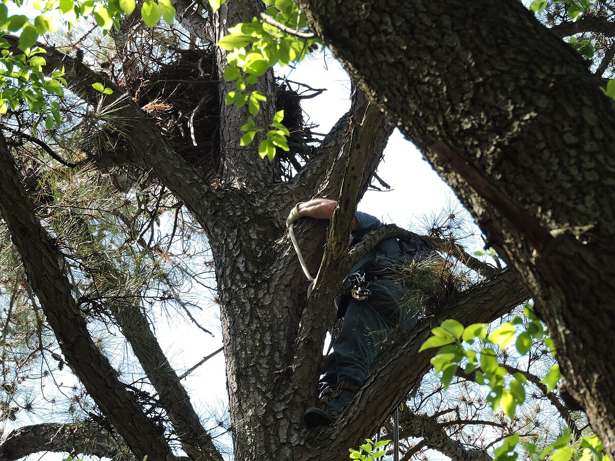 Field documentation — arborist team