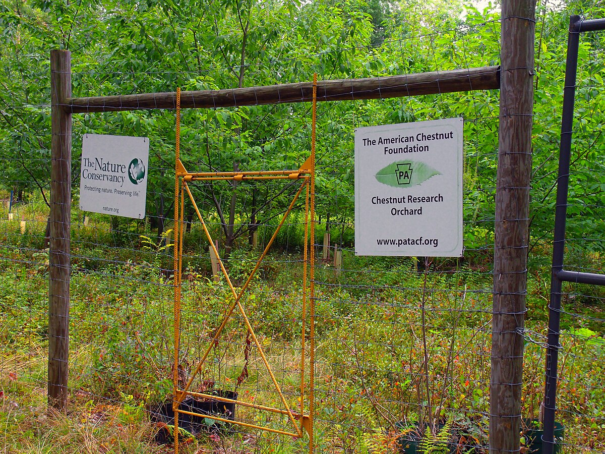 Tree research plot — scientific context