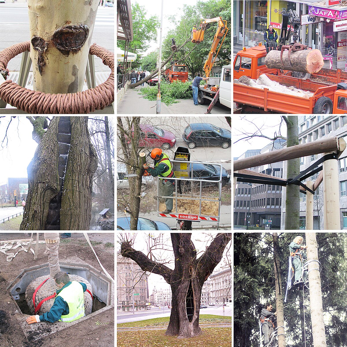 General arboriculture scene