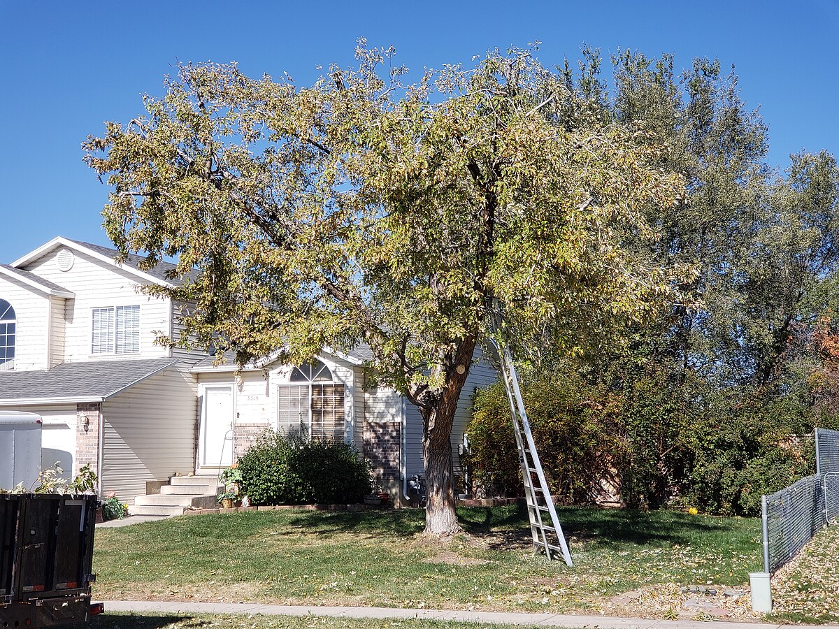 Completed Silver Maple pruning — PNW species