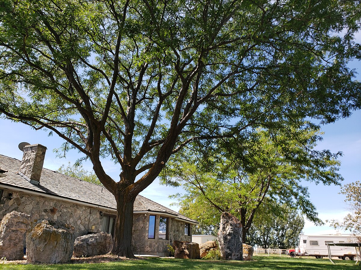 Black Locust assessment — western US