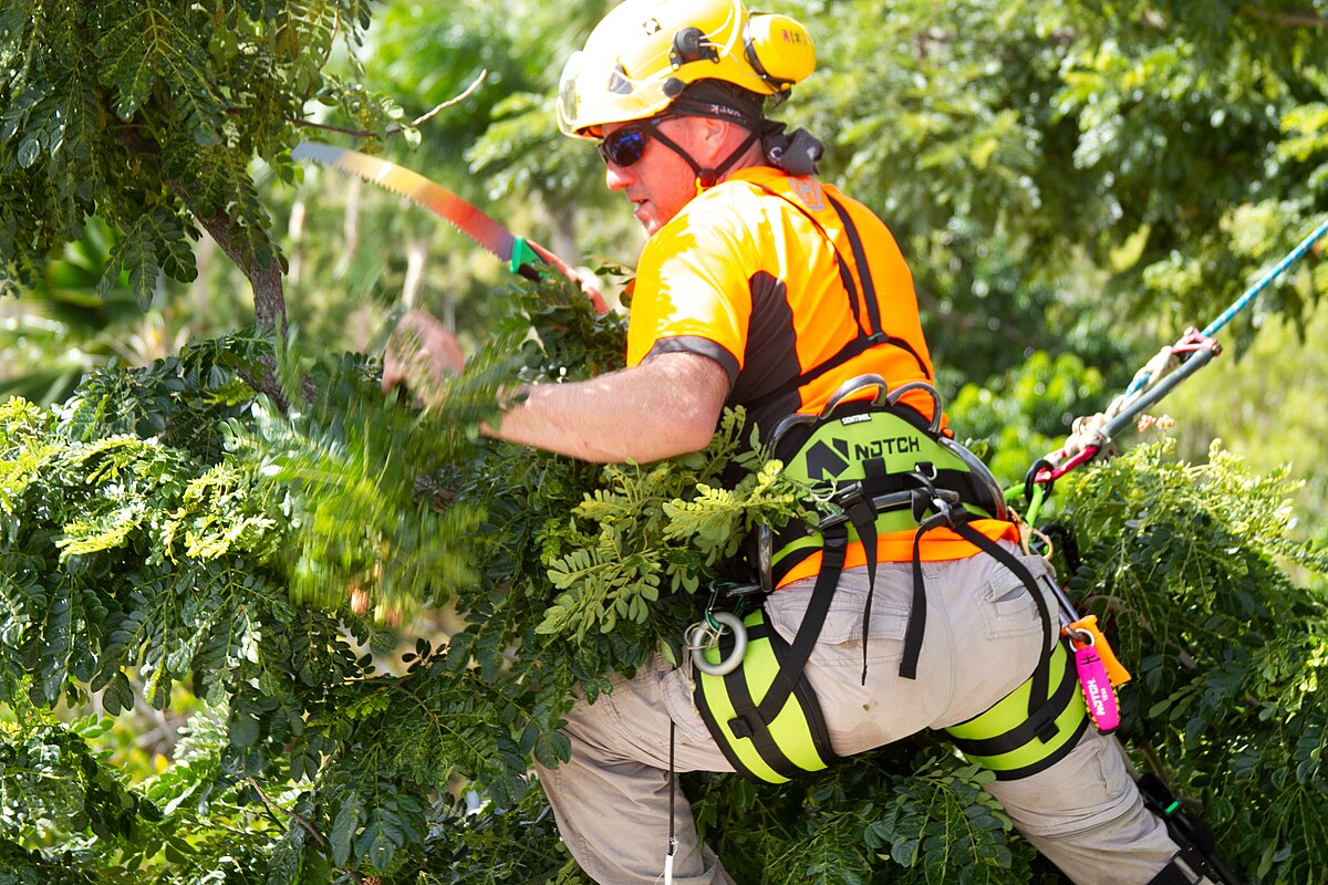 Mid-canopy pruning — broadleaf