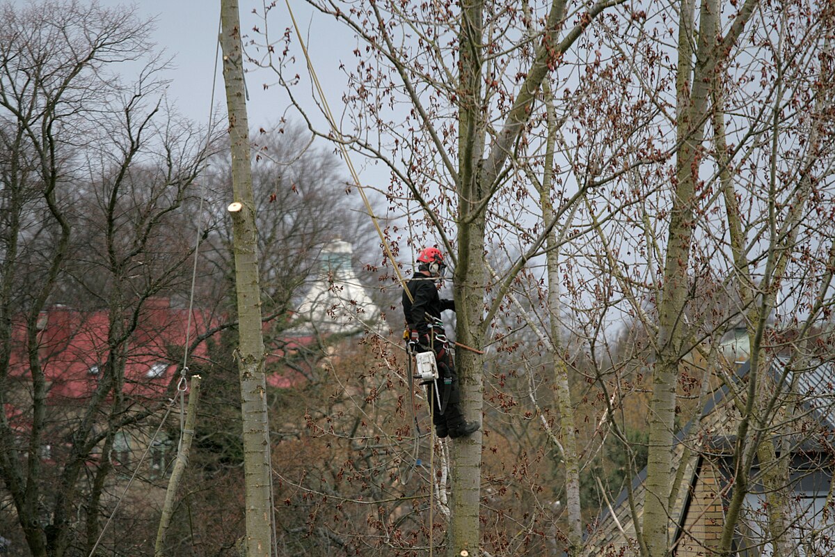 Classic climbing pose — deciduous