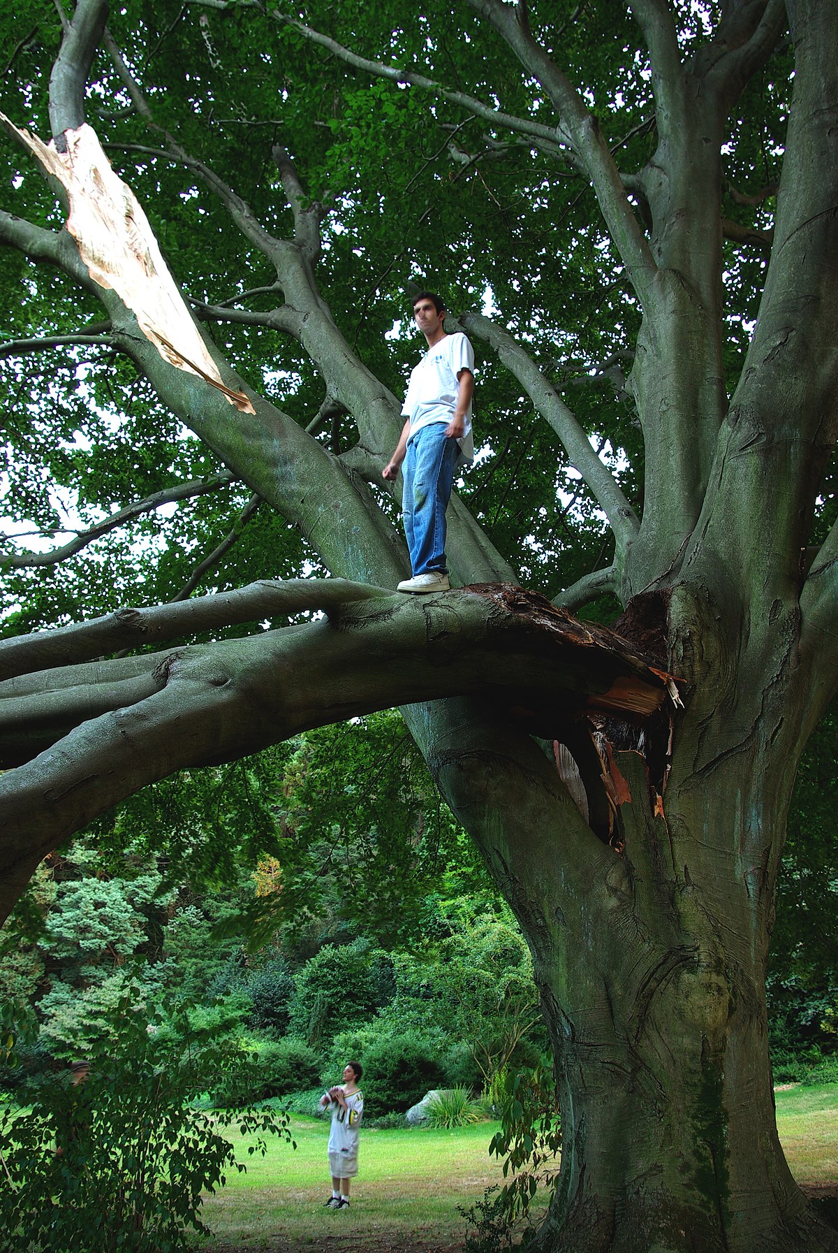 Climber in tree — saddle & hardware