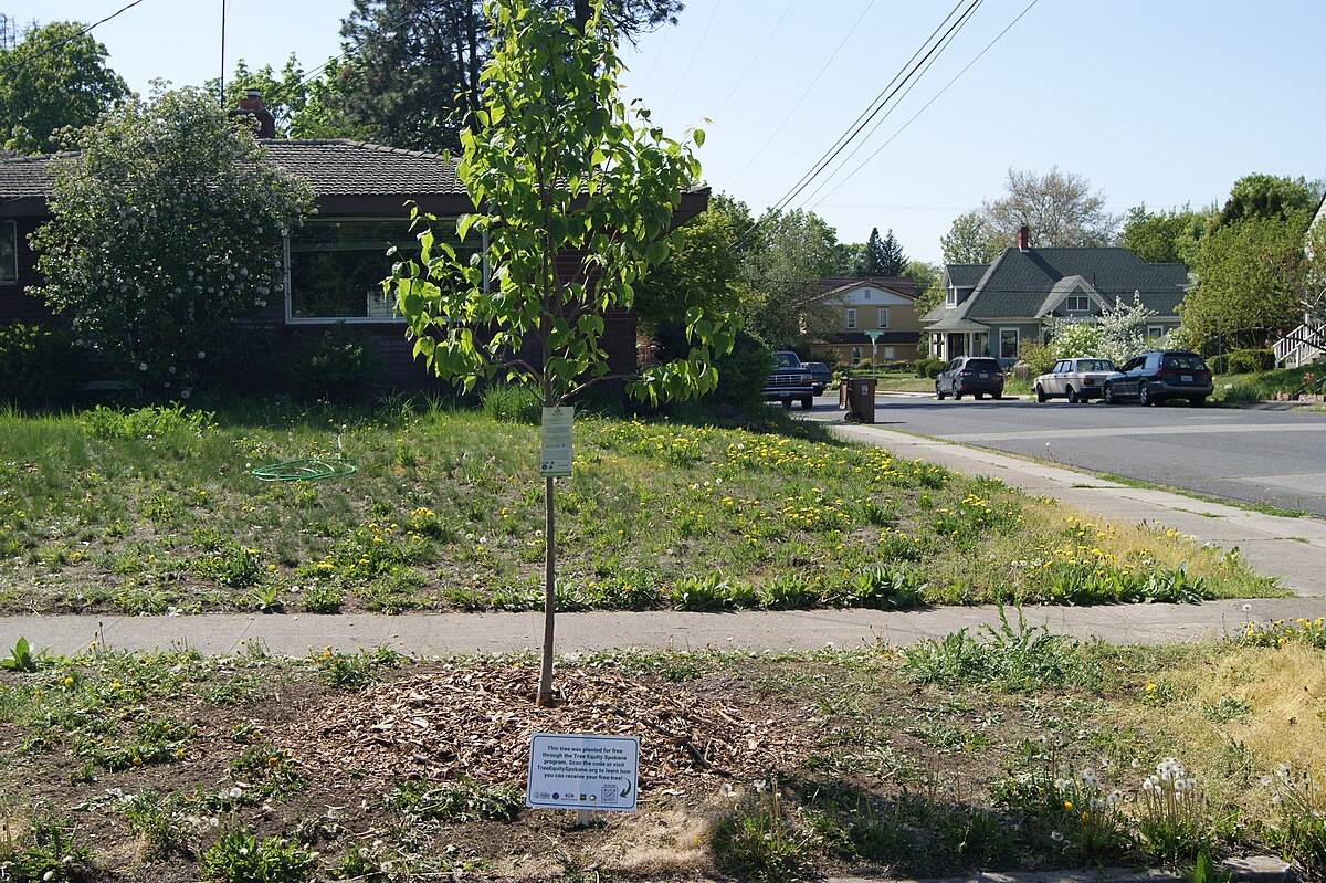 Spokane WA urban canopy — established tree