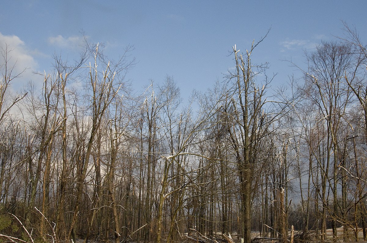 FEMA — storm damaged trees KY