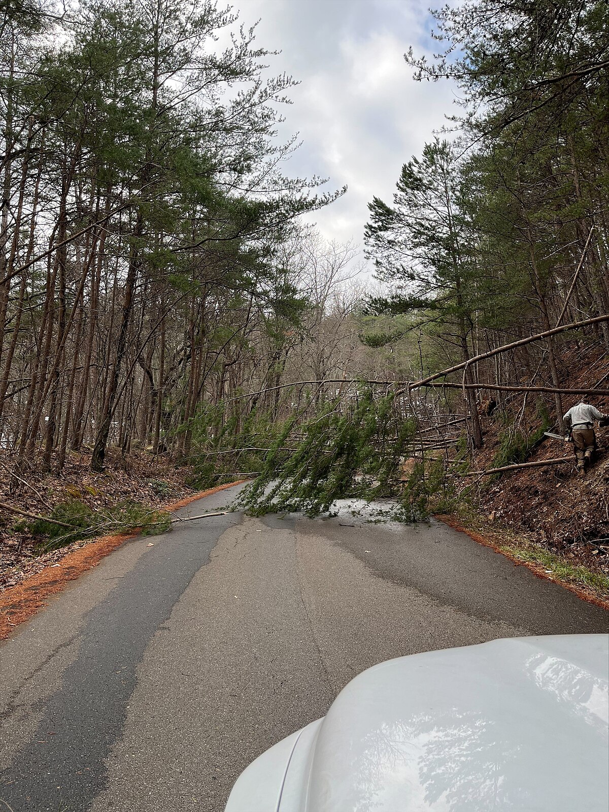 Hazard trees series #2