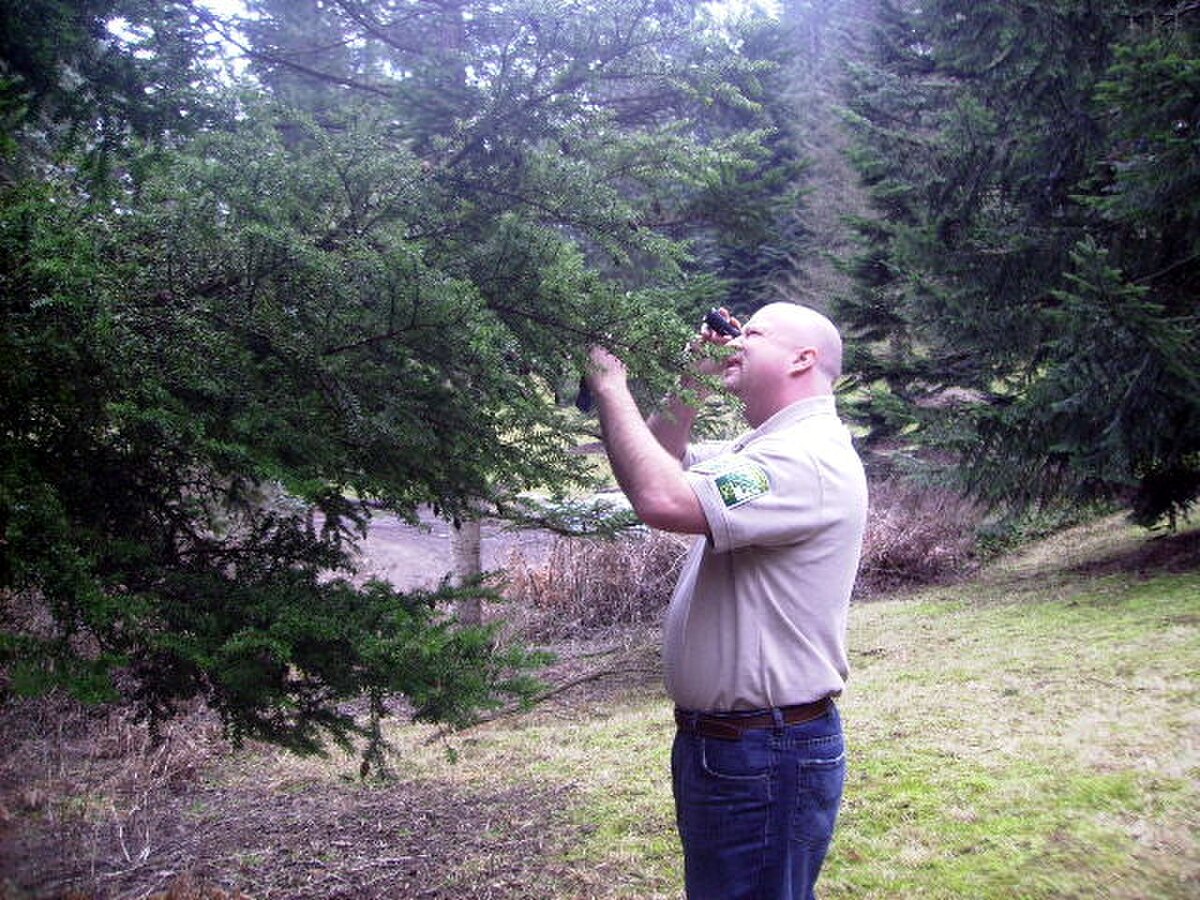 ISA Certified Municipal Arborist