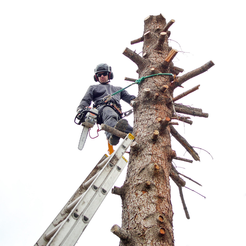 Tree crew field operations #3