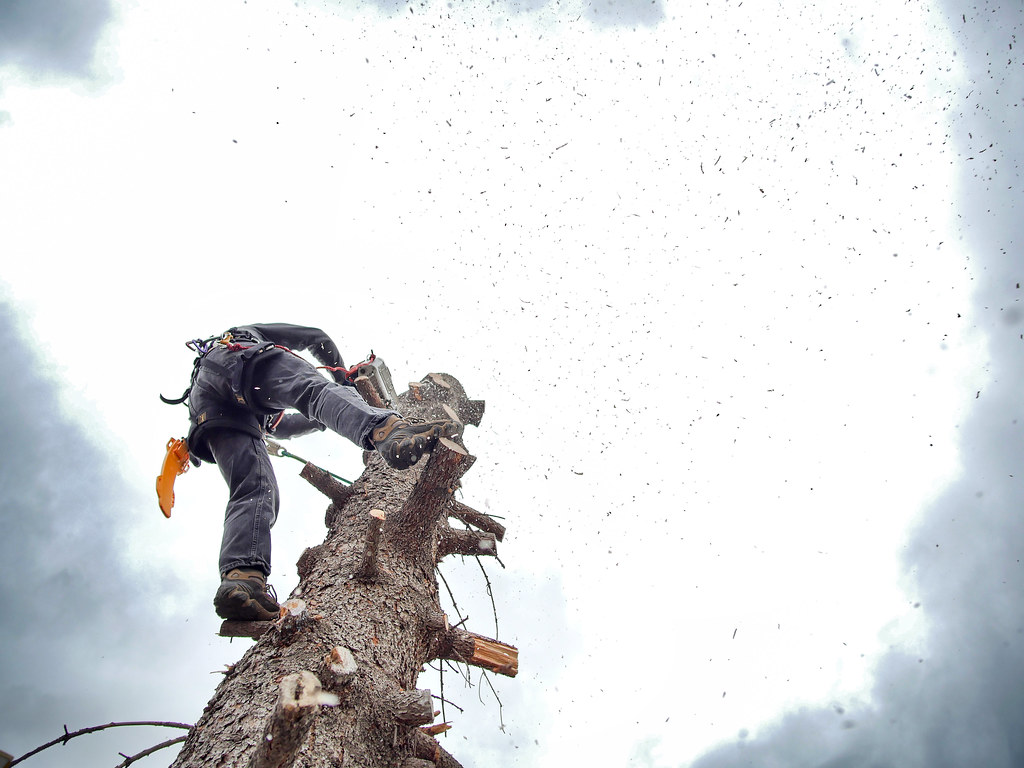 Tree crew field operations #4