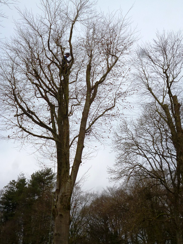 Climbing beech — full harness