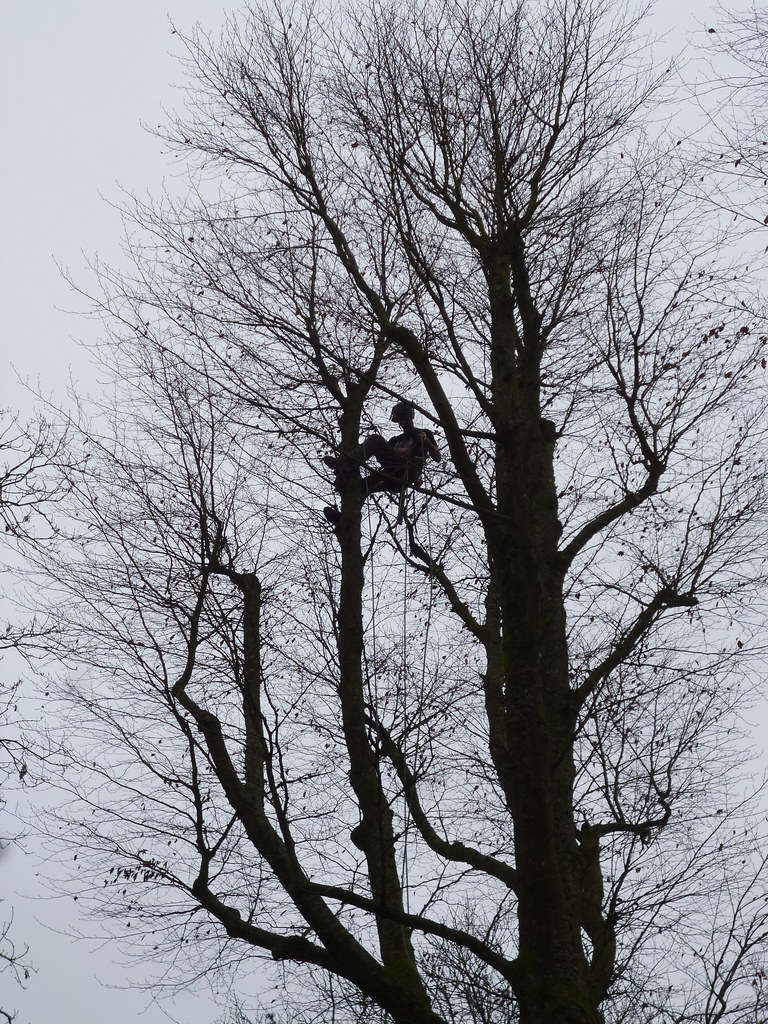 Beech climbing, winter — rope clear