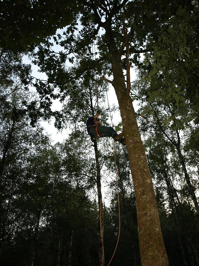 Saving Tyr series — high canopy