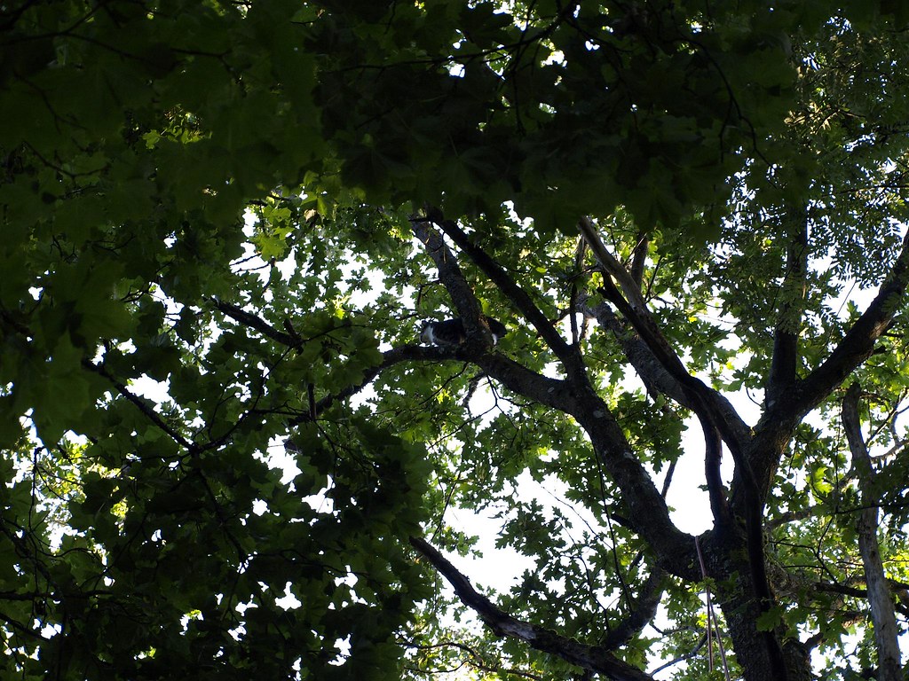 Saving Tyr — upper canopy limbing
