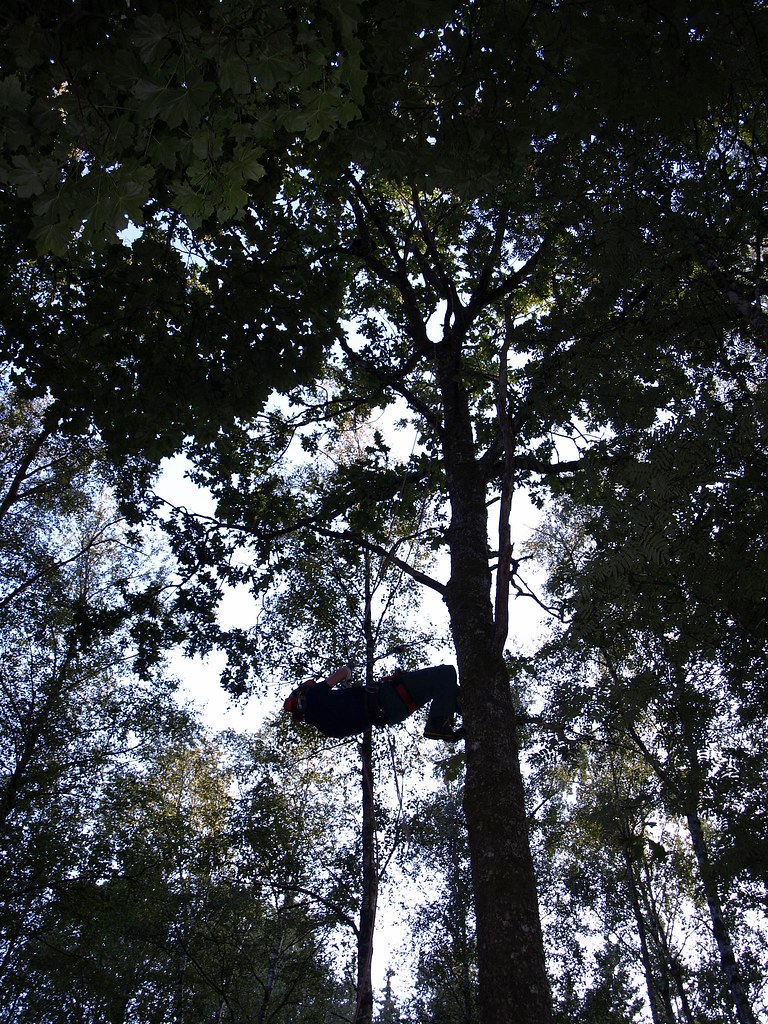 Saving Tyr — another canopy angle