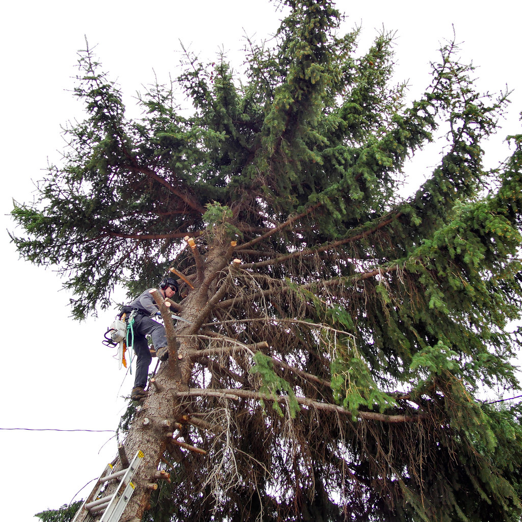 Tree crew field operations #2