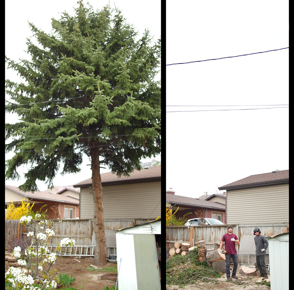 Tree crew field operations #1